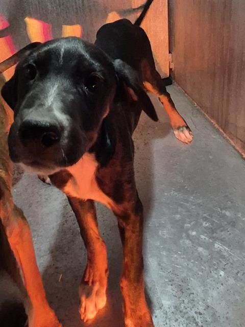 adoptable Dog in San Antonio, TX named MAXX