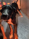 adoptable Dog in  named MAXX