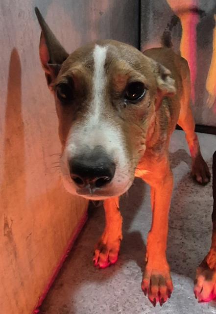 adoptable Dog in San Antonio, TX named MILLIE