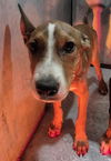 adoptable Dog in  named MILLIE