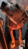 adoptable Dog in  named MILEY