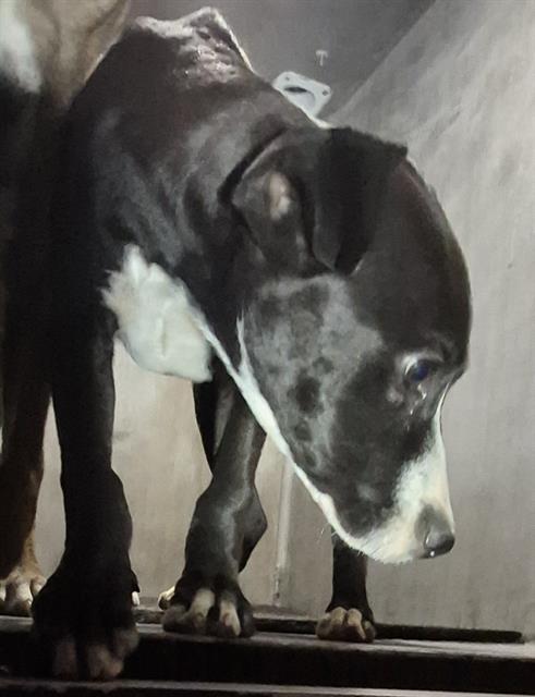 adoptable Dog in San Antonio, TX named MALLORY