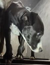 adoptable Dog in  named MALLORY