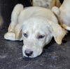 adoptable Dog in  named JADE
