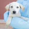 adoptable Dog in San Antonio, TX named JADE