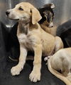 adoptable Dog in  named JACKIE