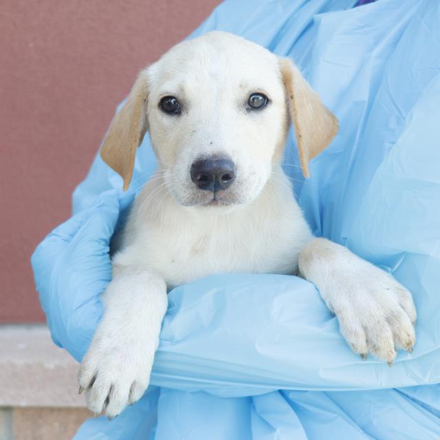 adoptable Dog in San Antonio, TX named JACKIE