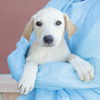 adoptable Dog in San Antonio, TX named JACKIE