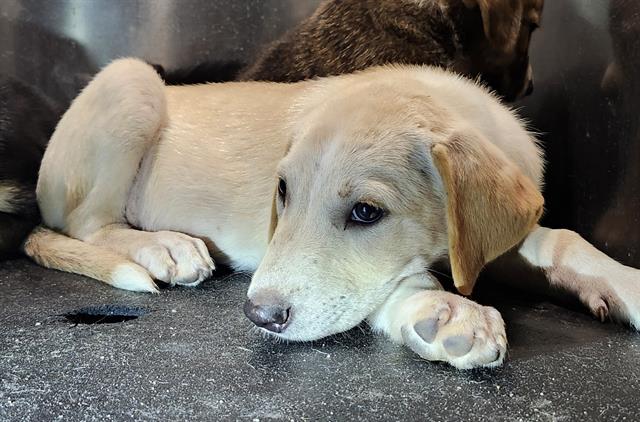 adoptable Dog in San Antonio, TX named JAMES