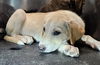 adoptable Dog in  named JAMES