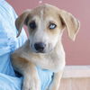 adoptable Dog in San Antonio, TX named JAMES