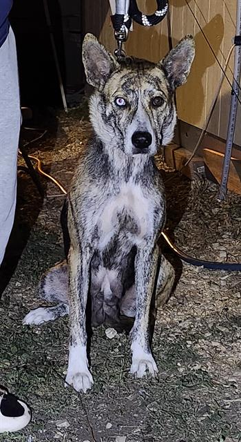 adoptable Dog in San Antonio, TX named MABEL