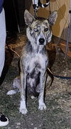 adoptable Dog in  named MABEL