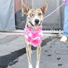 adoptable Dog in San Antonio, TX named MABEL