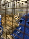 adoptable Cat in San Antonio, TX named HOPE