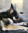 adoptable Dog in San Antonio, TX named MIYA