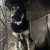 adoptable Dog in San Antonio, TX named MIYA