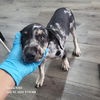 adoptable Dog in San Antonio, TX named MARKIE