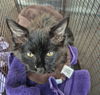 adoptable Cat in San Antonio, TX named KUDOS