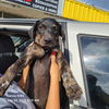 adoptable Dog in San Antonio, TX named MILLY