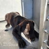adoptable Dog in San Antonio, TX named MARTY
