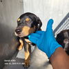 adoptable Dog in San Antonio, TX named MACKIE