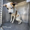 adoptable Dog in San Antonio, TX named PETEY