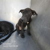 adoptable Dog in San Antonio, TX named DARLA