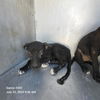 adoptable Dog in San Antonio, TX named JANE