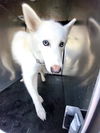 adoptable Dog in San Antonio, TX named TAM