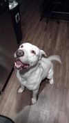 adoptable Dog in San Antonio, TX named TOBY
