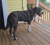 adoptable Dog in San Antonio, TX named NELSON