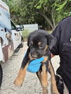 adoptable Dog in San Antonio, TX named BOB