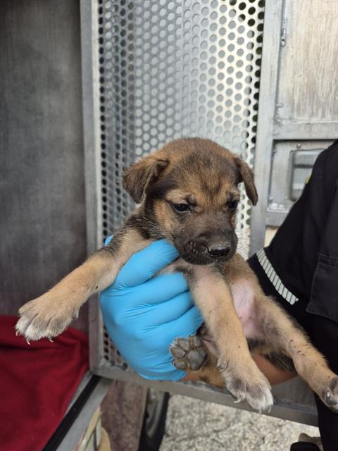 adoptable Dog in San Antonio, TX named DAVE
