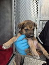 adoptable Dog in San Antonio, TX named DAVE