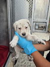 adoptable Dog in San Antonio, TX named CARL