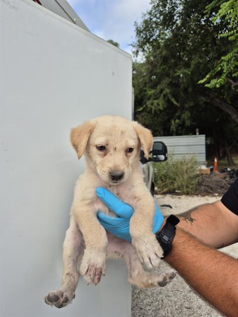 adoptable Dog in San Antonio, TX named KEVIN