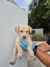 adoptable Dog in San Antonio, TX named KEVIN