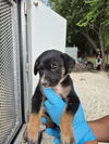 adoptable Dog in San Antonio, TX named BUTTERCUP