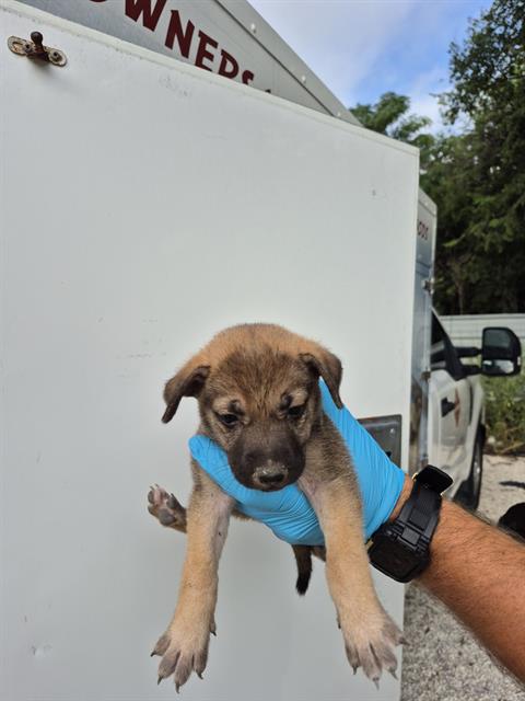 adoptable Dog in San Antonio, TX named BUBBLES