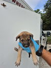 adoptable Dog in San Antonio, TX named BUBBLES