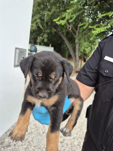 adoptable Dog in San Antonio, TX named BLOSSOM