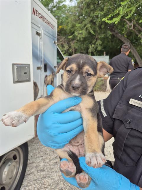 adoptable Dog in San Antonio, TX named SARA