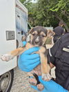 adoptable Dog in San Antonio, TX named SARA