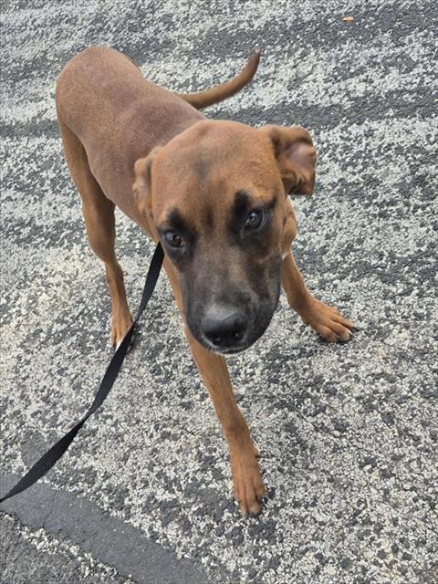 adoptable Dog in San Antonio, TX named FIJI