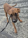 adoptable Dog in San Antonio, TX named FIJI