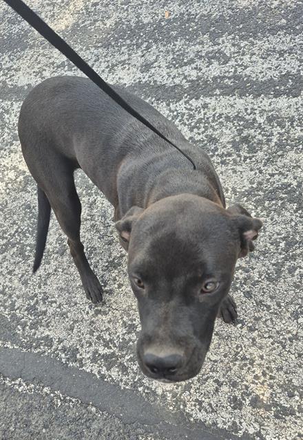 adoptable Dog in San Antonio, TX named RIVER