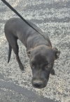 adoptable Dog in San Antonio, TX named RIVER