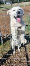 adoptable Dog in San Antonio, TX named SIF