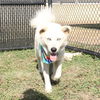adoptable Dog in  named SIF